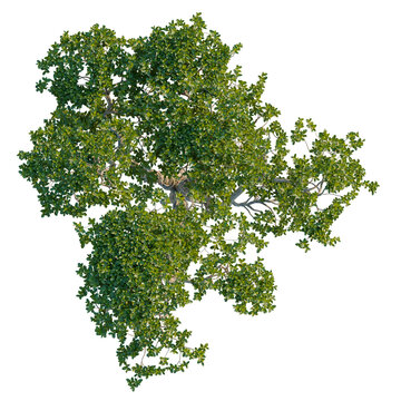 Ficus concinna tree plan, top view, cutout, transparent background, isolate, Detailed green tree branch with vibrant leaves, natural foliage, close-up, nature background