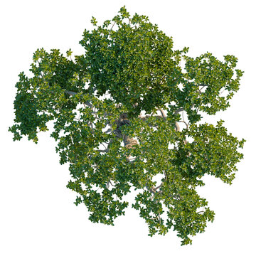 Ficus concinna tree plan, top view, cutout, transparent background, isolate, Detailed Green Tree Branch with Lush Foliage, Nature Close-Up for Botanical and Design Use