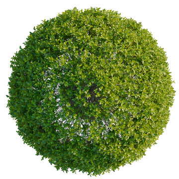 Ficus concinna tree plan, top view, cutout, transparent background, isolate, Detailed Green Fern Leaf Texture, High Resolution Macro Photography, Nature Background