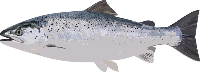 Obraz premium Atlantic Salmon Side Profile Illustration Isolated on Transparent Background