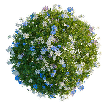 Nigella damascena tree plan, top view, cutout, transparent background, isolate, Fresh green leaves and flower petals against a simple background - stock photo