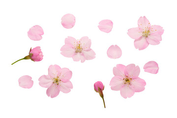 サクラの花の素材