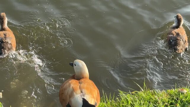 Mother Ruddy shelduck with her small ducklings on lake in the summer. Ducklings learn to swim and dive to get food from the bottom of the pond.