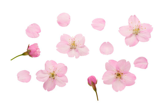 サクラの花の素材