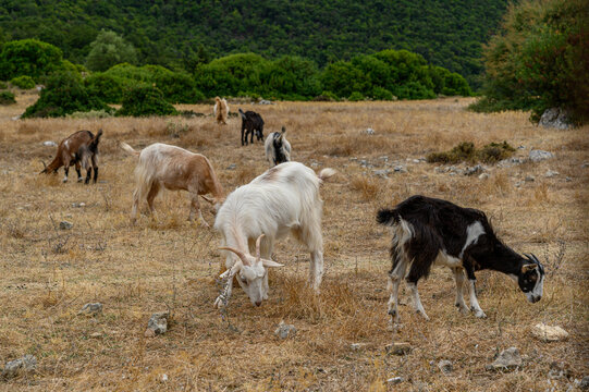 Greek mountain goats grazing in rocky landscape, Kefalonia, Greece