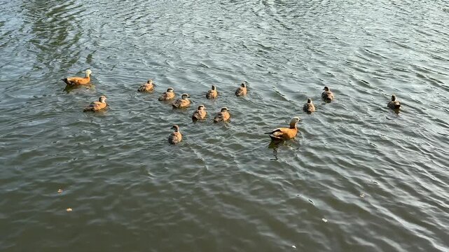 Small Ruddy shelduck ducklings on lake in the summer. It is a waterfowl of the duck family, similar to the common one. Ducklings learn to swim and dive to get food from the bottom of the pond.