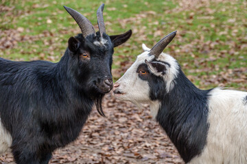 zwei Ziegen stehen im Freien
