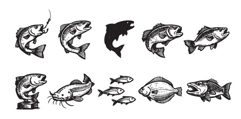 Fototapeta premium A collection of different fish in vintage etching style. Good for fishing concept, seafood restaurant menu, or nautical designs. Isolated on white background.