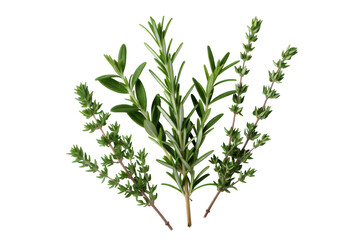 Herb sprigs arranged on table, natural plant layout element, isolated on transparent background PNG