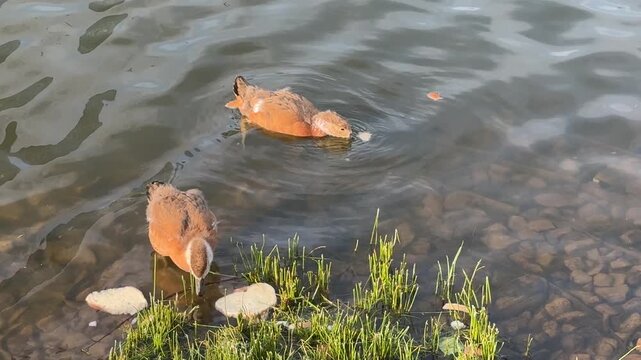 Small Ruddy shelduck ducklings on lake in the summer. It is a waterfowl of the duck family, similar to the common one. Ducklings learn to swim and dive to get food from the bottom of the pond.