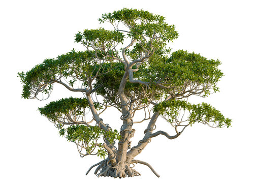 Ficus concinna tree, elevation, front view, cutout, transparent background, isolate, Banyan tree with aerial roots, detailed close-up, vibrant green foliage, nature's wonder
