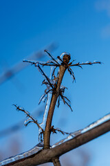Tree branches covered in a thick layer of transparent ice after freezing rain against a clear blue sky and sunny winter forest