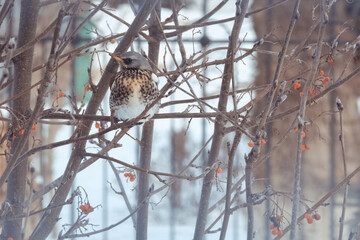 Songbird perched on winter branches with orange berries for wildlife background, nature editorial and conservation design