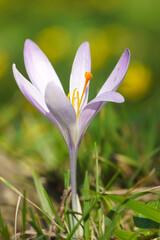 Fototapeta premium spring crocus flower