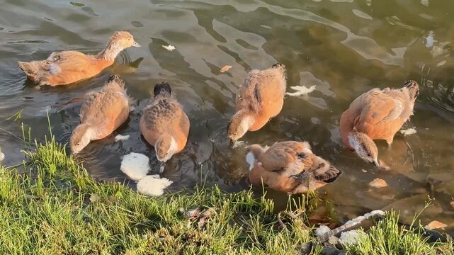 Small Ruddy shelduck ducklings on lake in the summer. It is a waterfowl of the duck family, similar to the common one. Ducklings learn to swim and dive to get food from the bottom of the pond.
