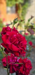 Close-up of vibrant red roses in summer garden with bokeh