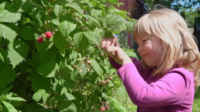 Little girl picks ripe raspberry from bush and eats it with pleasure in summer garden. Childhood joy and healthy organic eating concept
