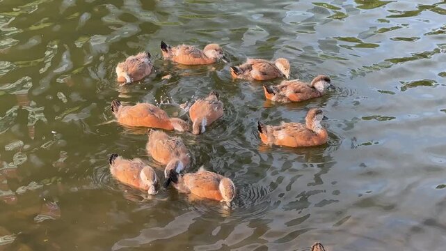 Small Ruddy shelduck ducklings on lake in the summer. It is a waterfowl of the duck family, similar to the common one. Ducklings learn to swim and dive to get food from the bottom of the pond.