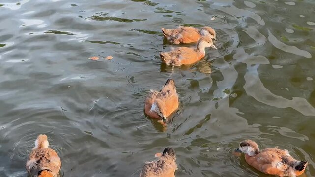 Small Ruddy shelduck ducklings on lake in the summer. It is a waterfowl of the duck family, similar to the common one. Ducklings learn to swim and dive to get food from the bottom of the pond.