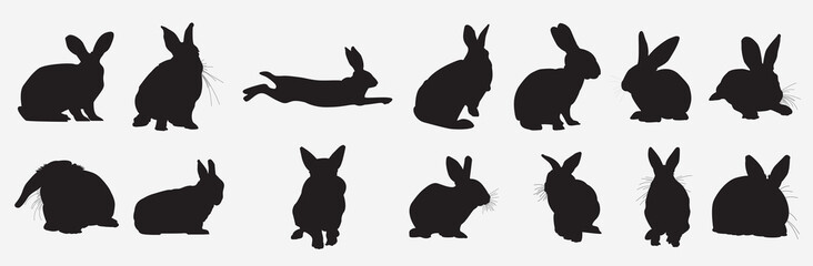 Fototapeta premium rabbit