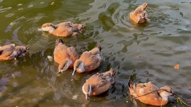 Small Ruddy shelduck ducklings on lake in the summer. It is a waterfowl of the duck family, similar to the common one. Ducklings learn to swim and dive to get food from the bottom of the pond.