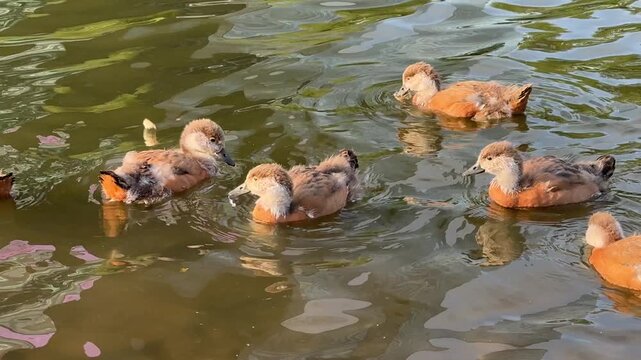 Small Ruddy shelduck ducklings on lake in the summer. It is a waterfowl of the duck family, similar to the common one. Ducklings learn to swim and dive to get food from the bottom of the pond.
