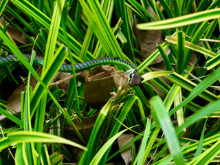 Green snake catching a frog in dense tropical grass. Wild reptile predator holding amphibian prey among lush foliage in natural habitat.