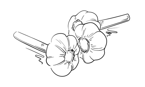 Garlic set, continious line drawing. Doodle garlic sketch. Vegetables and spices outline. Vector illustration