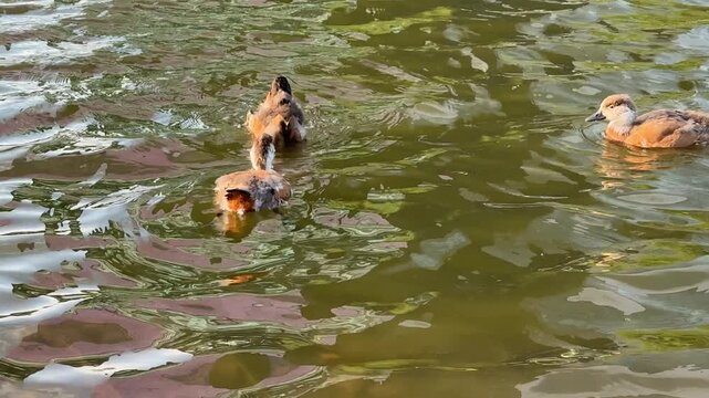 Small Ruddy shelduck ducklings on lake in the summer. It is a waterfowl of the duck family, similar to the common one. Ducklings learn to swim and dive to get food from the bottom of the pond.