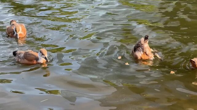 Small Ruddy shelduck ducklings on lake in the summer. It is a waterfowl of the duck family, similar to the common one. Ducklings learn to swim and dive to get food from the bottom of the pond.