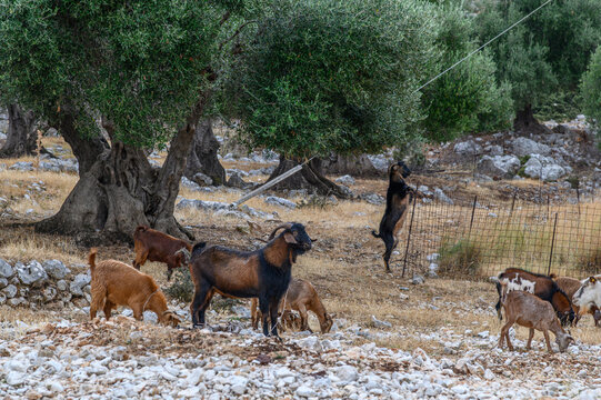 Goats in Rocky Countryside, Kefalonia, Greece