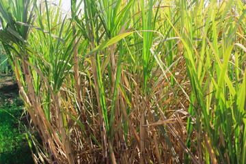 Fototapeta premium Green sugarcane field under the sun, agricultural landscape. Lush green sugarcane plants growing in a plantation, used for sugar production and ethanol.