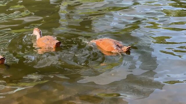 Small Ruddy shelduck ducklings on lake in the summer. It is a waterfowl of the duck family, similar to the common one. Ducklings learn to swim and dive to get food from the bottom of the pond.
