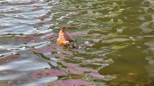 Small Ruddy shelduck ducklings on lake in the summer. It is a waterfowl of the duck family, similar to the common one. Ducklings learn to swim and dive to get food from the bottom of the pond.