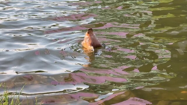 Small Ruddy shelduck ducklings on lake in the summer. It is a waterfowl of the duck family, similar to the common one. Ducklings learn to swim and dive to get food from the bottom of the pond.