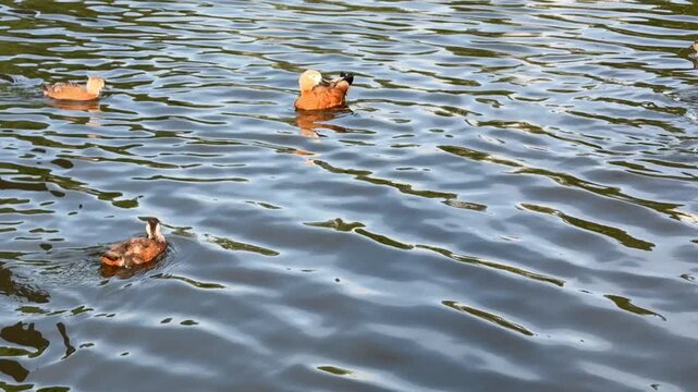 Small Ruddy shelduck ducklings on lake in the summer. It is a waterfowl of the duck family, similar to the common one. Ducklings learn to swim and dive to get food from the bottom of the pond.