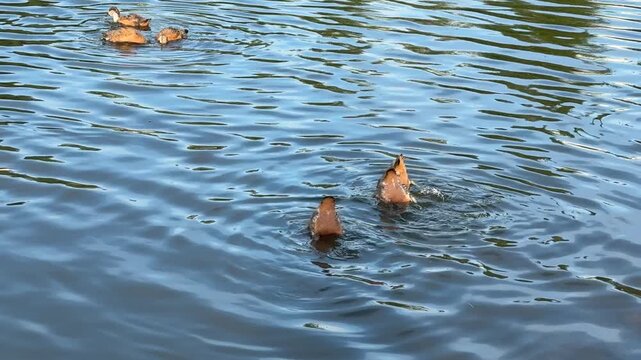 Small Ruddy shelduck ducklings on lake in the summer. It is a waterfowl of the duck family, similar to the common one. Ducklings learn to swim and dive to get food from the bottom of the pond.