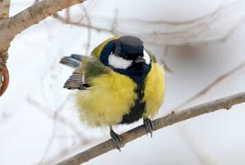 A common tit sits on a tree branch in winter. © Николай Мороз