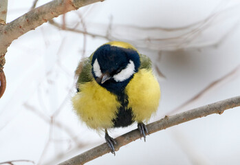 A common tit sits on a tree branch in winter. © Николай Мороз
