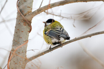 A common tit sits on a tree branch in winter. © Николай Мороз