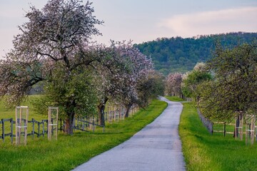 Peaceful rural road lined with blooming fruit trees in spring countryside. Scenic orchard alley, green grass and soft evening light creating tranquil nature background.