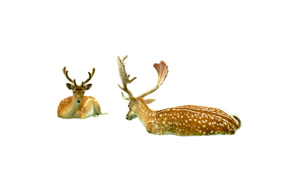 Fototapeta premium Deer with white spots and impressive antlers resting on green grass, transparent background for wildlife, nature, and ecology concepts.