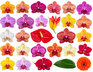 Firefly_Blue human eye ball isolated on transparent background - Firefly_Set of A colorful mix of exotic flowers such as orchids, anthuriums, and proteas arra