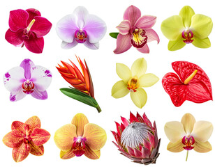 Firefly_Blue human eye ball isolated on transparent background - Firefly_Set of A colorful mix of exotic flowers such as orchids, anthuriums, and proteas arra (3)