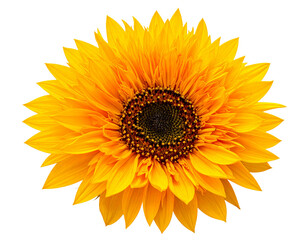 Firefly_Blue human eye ball isolated on transparent background - Firefly_Russian sunflower isolated on transparent background  (3)