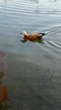 Rudd or red duck, Latin. Tadorna ferruginea, floating on the lake. It is a waterfowl of the duck family, similar to the common one. The bird has orange-brown plumage and a lighter head.