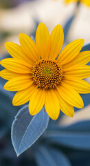 Close-up of bright yellow flower with round center and oval petals, with blue-gray leaves, symbolizing freshness, summer, and nature&rsquo;s beauty