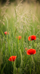 Fototapeta premium Close-up of red poppy in field with green grass and plant, creates a vibrant contrast. Representing nature, tranquility, and fresh environment