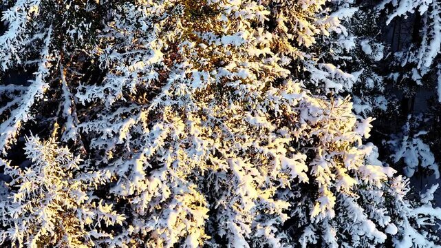 Aerial: snow-covered fir trees in winter with sun shining during the day, establishing drone shot
