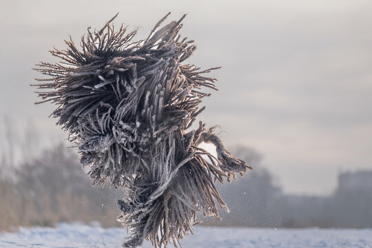 Puli dog jumping and shaking off snow with corded coat in winter